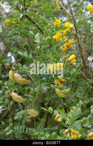 Vessie, Bladder-Senna Bladdersenna, séné, Colutea cilicica, Fabaceae, sud-est de l'Europe, Caucase Banque D'Images