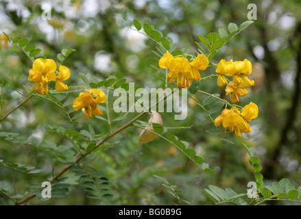 Vessie, Bladder-Senna Bladdersenna, séné, Colutea cilicica, Fabaceae, sud-est de l'Europe, Caucase Banque D'Images