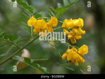 Vessie, Bladder-Senna Bladdersenna, séné, Colutea cilicica, Fabaceae, sud-est de l'Europe, Caucase Banque D'Images