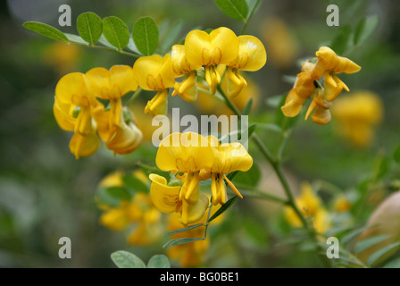 Vessie, Bladder-Senna Bladdersenna, séné, Colutea cilicica, Fabaceae, sud-est de l'Europe, Caucase Banque D'Images