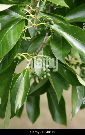 Arbre généalogique, Black Tupelo Nyssa sylvatica, Cornaceae (NYSSACEAE), du nord-est de l'USA, Amérique du Nord. Banque D'Images