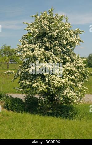 L'aubépine (Crataegus sp.), la floraison bush. Banque D'Images