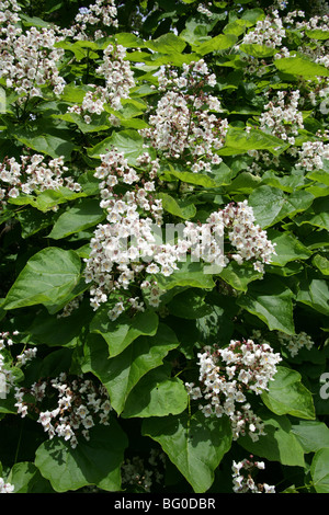 Haricot indien, Arbre Catalpa bignonioides, Bignoniaceae, sud-est de l'USA, Amérique du Nord Banque D'Images