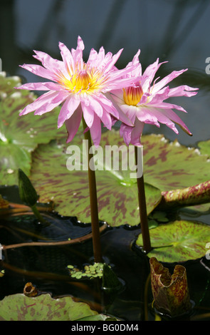 Nénuphar rose et jaune, Nymphaeaceae Banque D'Images