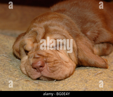 Chiot bloodhound Banque D'Images