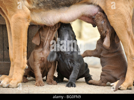 Les chiots de leur mère potable Banque D'Images