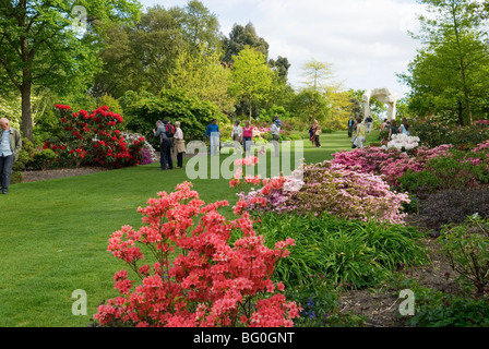 Les visiteurs admirer les rhododendrons et azalées SUR BATTLESTONE HILL À LA RHS Wisley Gardens Banque D'Images