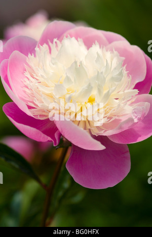 PAEONIA LACTIFLORA BOL DE PIVOINE BEAUTÉ Banque D'Images