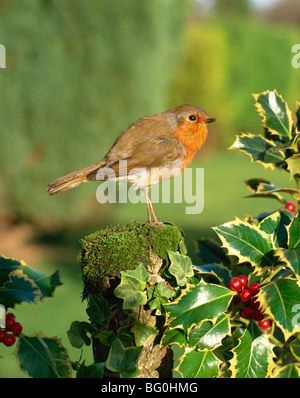 Robin (Erithacus rubecula aux abords) perching on poster près de Holly Banque D'Images