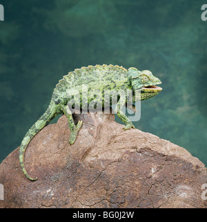 Caméléon (Chamaeleo jacksonii, Jacksons), Kenya, Afrique de l'Est, l'Afrique Banque D'Images