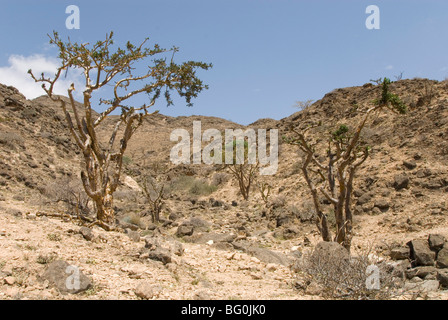 Les arbres d'encens à l'état sauvage sur les collines calcaires, les montagnes du Dhofar, Salalah, dans le sud de l'Oman, Middle East Banque D'Images