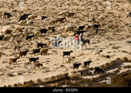 Troupeaux de moutons et chèvres enfants, Jordanie Banque D'Images