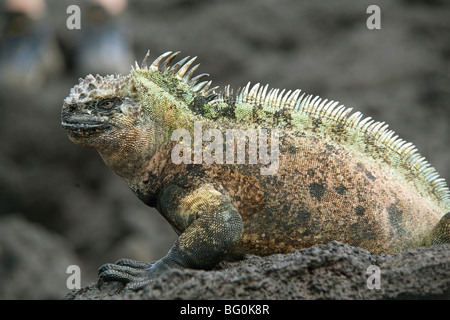 Iguane marin, l'île de Fernandina, Galapagos, Equateur, Amérique du Sud Banque D'Images