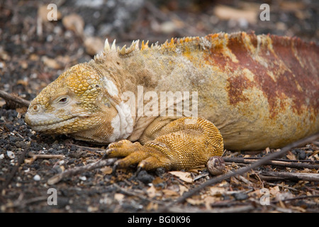 L'île Isabela, iguane terrestre des Galapagos, Equateur, Amérique du Sud, Banque D'Images