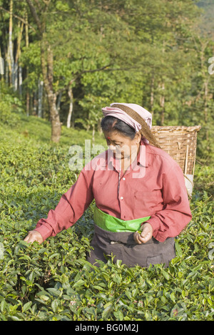 Femme plateau picking, Goomtee Tea Estate, Kurseong, Bengale occidental, Inde, Asie Banque D'Images