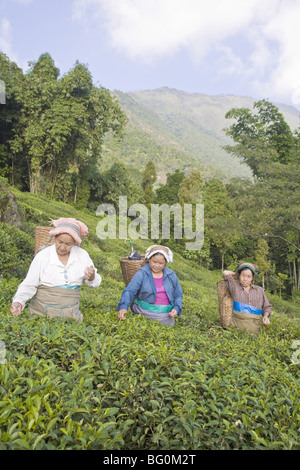 Les femmes plateau picking, Goomtee Tea Estate, Kurseong, Bengale occidental, Inde, Asie Banque D'Images