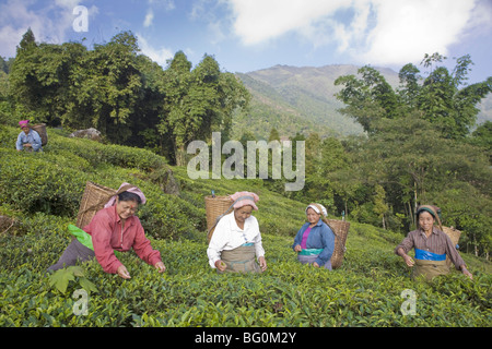 Les femmes plateau picking, Goomtee Tea Estate, Kurseong, Bengale occidental, Inde, Asie Banque D'Images