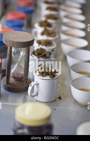 Dégustation du thé, usine, Goomtee Tea Estate, Kurseong, Bengale occidental, Inde, Asie Banque D'Images