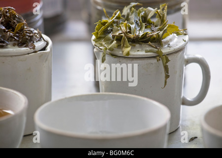 Dégustation de thé dans la région de factory, Goomtee Tea Estate, Kurseong, Bengale occidental, Inde, Asie Banque D'Images