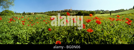 Champs de coquelicots avec ville de Pienza en distance, Toscane, Italie, Europe Banque D'Images