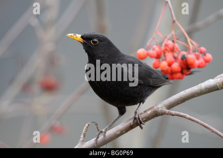 Trush masculins (épaulettes, Turdus merula) se nourrissant de rowan berries (Sorbus aucuparia) Banque D'Images