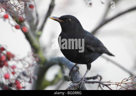 Trush masculins (épaulettes, Turdus merula) se nourrissant de rowan berries (Sorbus aucuparia) Banque D'Images