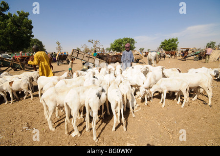 Le marché des animaux à Ngueniene, près de Mbour, Sénégal, Afrique de l'Ouest, l'Afrique Banque D'Images