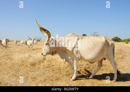 Le bétail de Brahman, le Sénégal, l'Afrique de l'Ouest, l'Afrique Banque D'Images