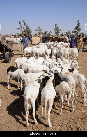 Le marché des animaux à Ngueniene, près de Mbour, Sénégal, Afrique de l'Ouest, l'Afrique Banque D'Images