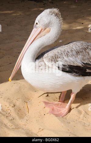 Des pélicans sur la plage, à Saly, Sénégal, Afrique de l'Ouest, l'Afrique Banque D'Images