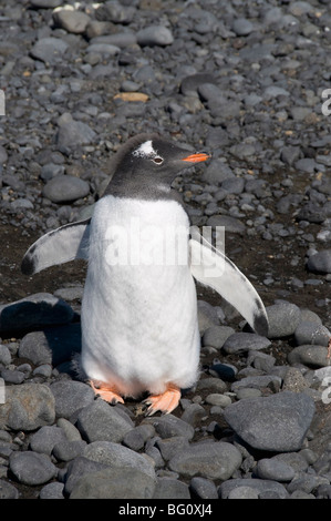 Gentoo pingouin la mue à Brown Bluff, Péninsule Antarctique, l'Antarctique, régions polaires Banque D'Images