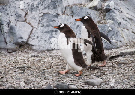 Manchots, Cuverville Island, Péninsule Antarctique, l'Antarctique, régions polaires Banque D'Images