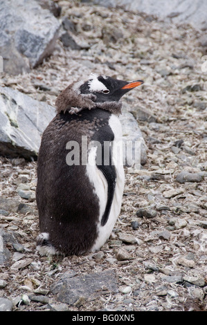 La mue Gentoo pingouin, Cuverville Island, Péninsule Antarctique, l'Antarctique, régions polaires Banque D'Images