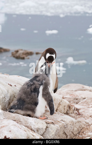 Gentoo pingouin poussin alimentation, Neko Harbour, péninsule Antarctique, l'Antarctique, régions polaires Banque D'Images