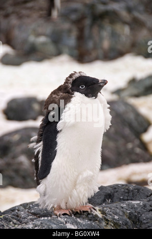 Adelie penguin mue, Yalour Island, Péninsule Antarctique, l'Antarctique, régions polaires Banque D'Images