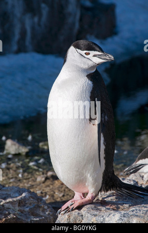 Jugulaire penguin, Gourdin Island, Péninsule Antarctique, l'Antarctique, régions polaires Banque D'Images