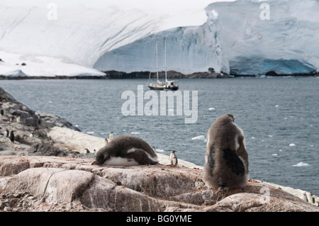 Manchots, Port Lockroy, Péninsule Antarctique, l'Antarctique, régions polaires Banque D'Images