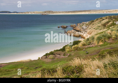 Gypsy Cove, Yorke Bay, Port Stanley, îles Malouines, l'Amérique du Sud Banque D'Images