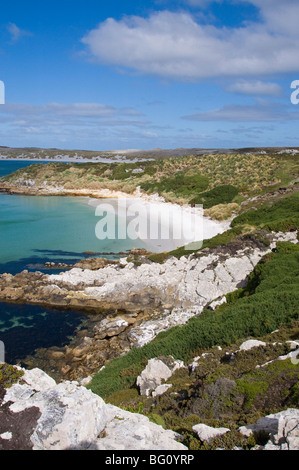 Gypsy Cove, Yorke Bay, Port Stanley, îles Malouines, l'Amérique du Sud Banque D'Images