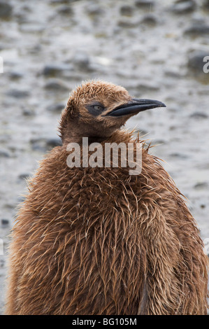 King penguin chick, plaine de Salisbury, Géorgie du Sud, l'Atlantique Sud Banque D'Images