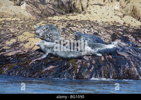 Les phoques gris, Penzance, Cornwall, Royaume-Uni, Europe Banque D'Images