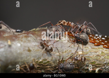 Les pucerons (Lachnus roboris) sur un chêne. Ils ont pondu et sont gardés et traites par les fourmis (Lasius niger) Banque D'Images