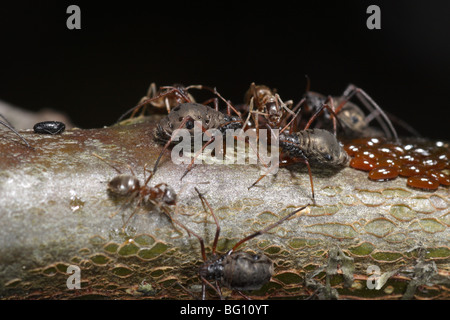 Les pucerons (Lachnus roboris) sur un chêne. Ils ont pondu et sont gardés et traites par les fourmis (Lasius niger) Banque D'Images