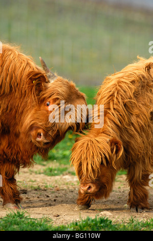Deux veaux tester leur force, Highland cattle, Kyloe Banque D'Images