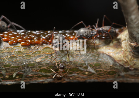 Les pucerons (Lachnus roboris) sur un chêne. Ils ont pondu et sont gardés et traites par les fourmis (Lasius niger) Banque D'Images