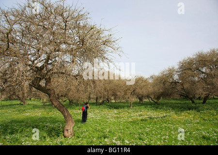 Israël, l'Acacia albida arbres par Tel Shimron sur la limite de la vallée de Jezreel et la Basse Galilée Banque D'Images