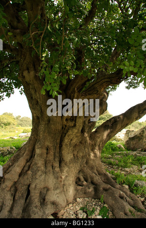 Israël, vallée de Jezreel, caroubier (Ceratonia siliqua) par Tel Shimron Banque D'Images