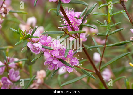 Swan River Myrtle (Hypocalymma robustum) croissant à Perth, Australie occidentale Banque D'Images