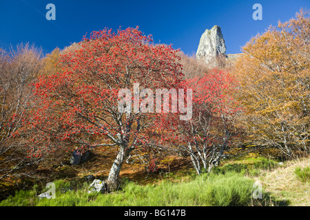 En automne, un Européen Rowan (Sorbus aucuparia) dans la Vallée de Chaudefour. Sorbier dans la Vallée de Chaudefour, en automne. Banque D'Images