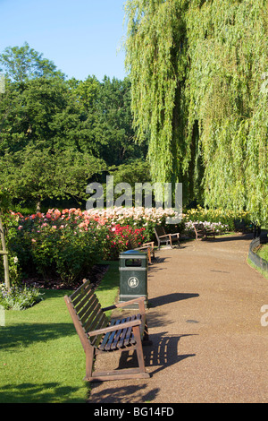 Les Jardins de la reine Marie, Regents Park, Londres, Angleterre, Royaume-Uni, Europe Banque D'Images